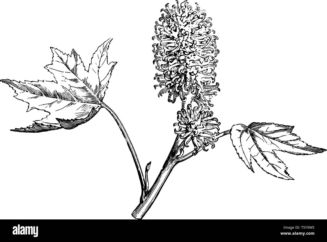 La figura mostra la fioritura femminile ramo del dolce impianto di gomma. I fiori sono giallo verdolino e foglie palmate sono sagomati o multi lobate. È veloce gro Illustrazione Vettoriale