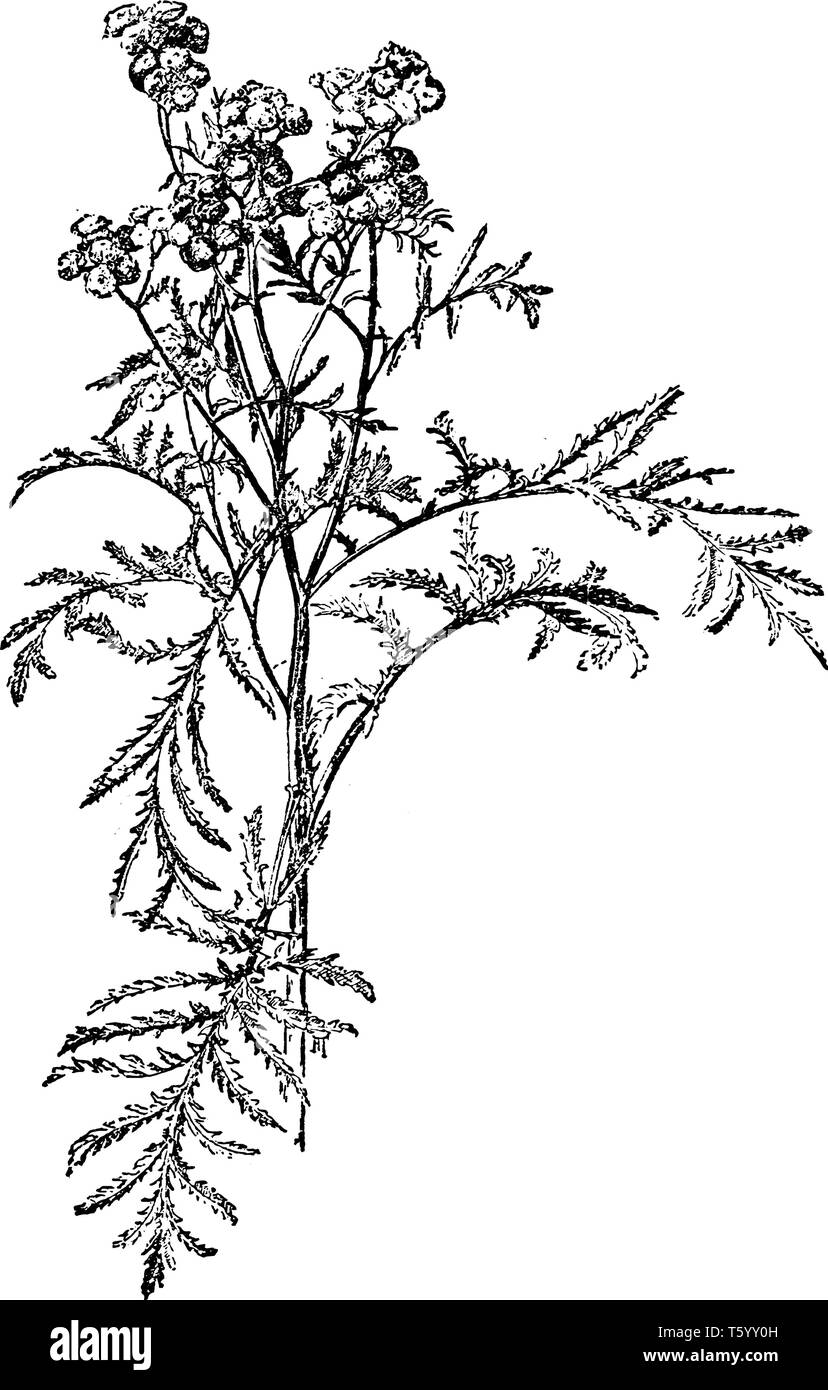 Tanacetum Vulgare è una fioritura pianta erbacea con il composto finemente suddiviso di foglie e di giallo, vintage disegno della linea di incisione o illustrazione. Illustrazione Vettoriale