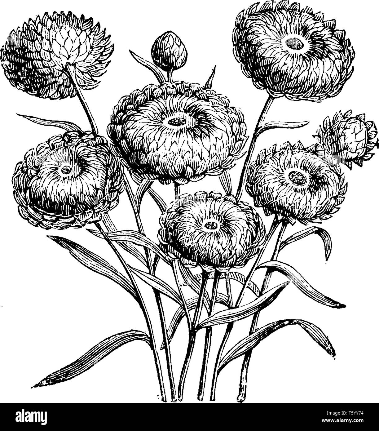 Una foto mostra le teste dei fiori di Everlastings (Helichrysum Bracteatum Compositum). È nativo dell Africa del Nord. Si tratta di un attraente e fiore egli Illustrazione Vettoriale