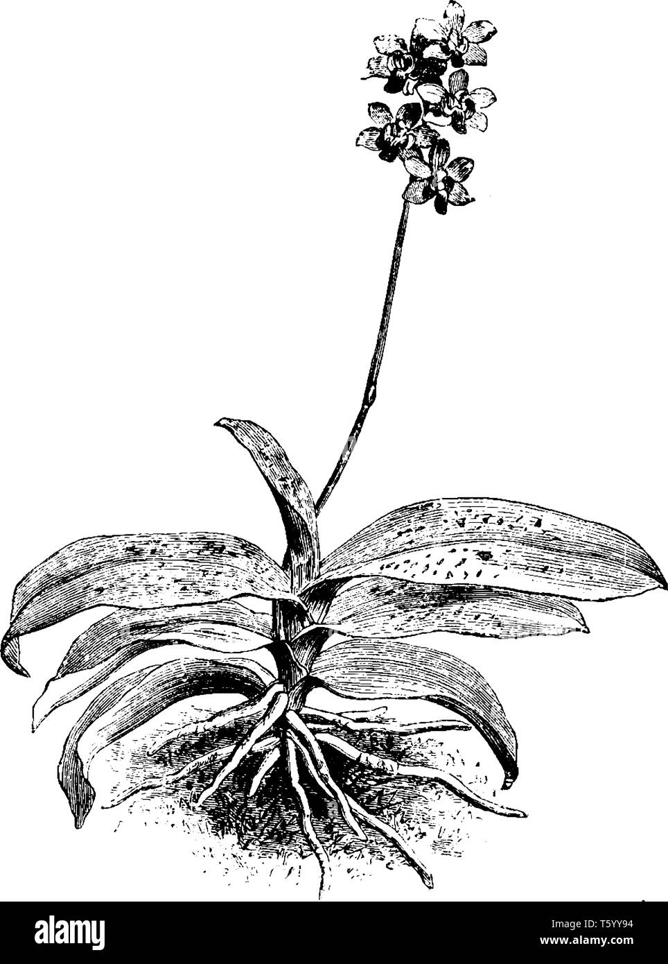 Questa è una foto di Phalaenopsis noto come moth orchid. Questi fiori sono nativi a Sud della Cina, Taiwan, il subcontinente indiano, sud-est asiatico, v Illustrazione Vettoriale