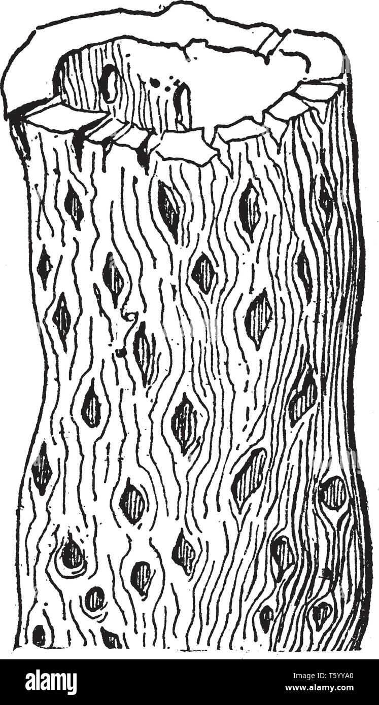 Una foto che mostra lo scheletro di un gambo di Opuntia. Questi steli scheletrico talvolta diventare aste, vintage disegno della linea di incisione o illustrazione. Illustrazione Vettoriale