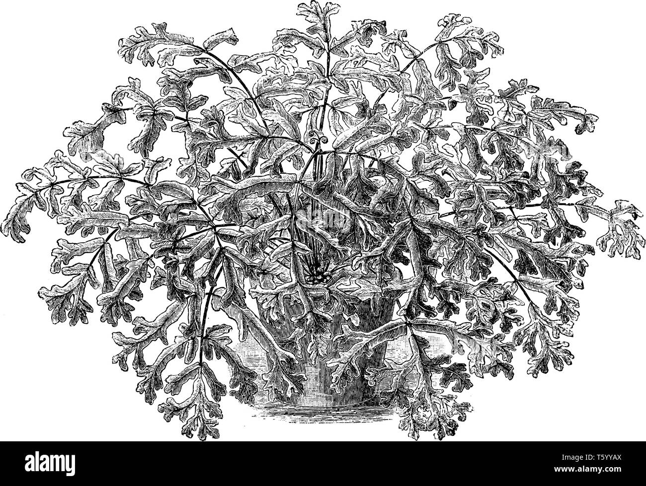 Questo è Osmunda Claytoniana impianto. La sua felci sono densamente tufted. Esso ha una varietà di royal fern. Questa felce ha curiosamente biforcato e fronde crestato, vi Illustrazione Vettoriale