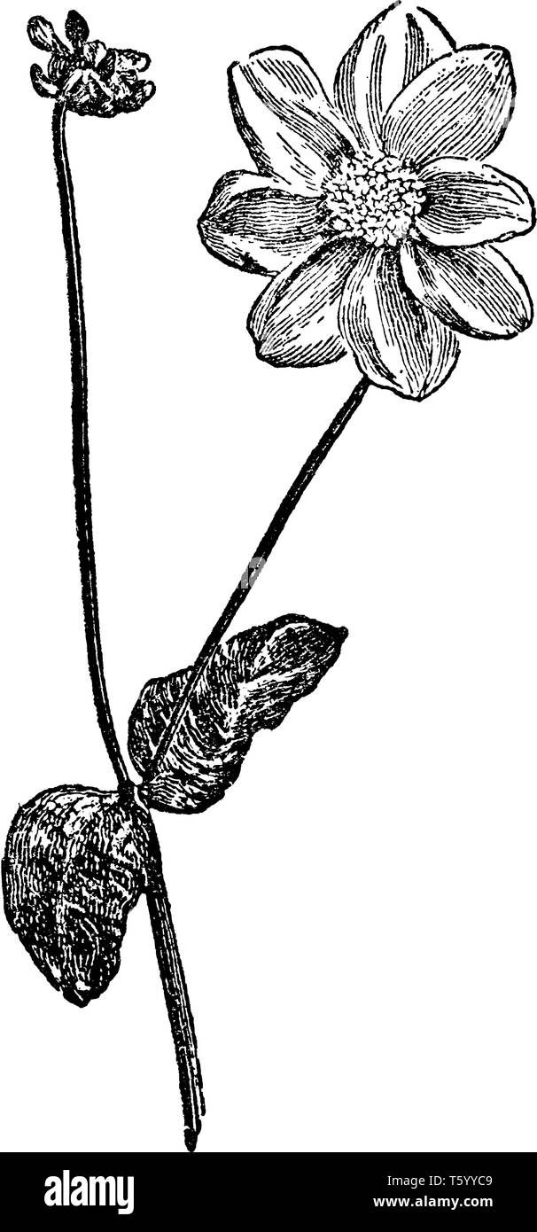 Una foto che mostra il Dahlia. Questo fiore ha otto petali con uovo-sagomato. Questa pianta si trova in America e del Messico, vintage disegno della linea o engravin Illustrazione Vettoriale