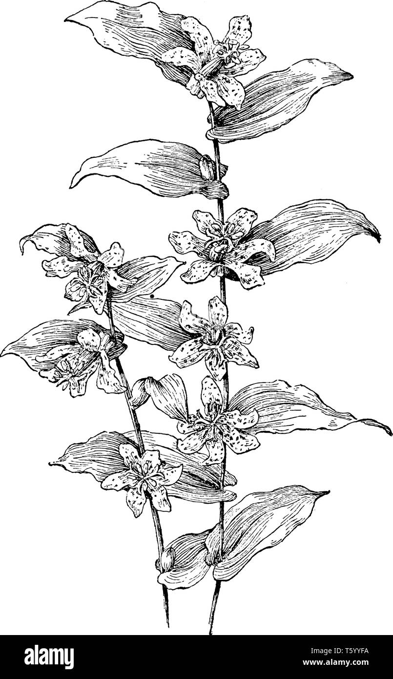 Questa immagine rappresenta Tricyrtis hirta fiori che è noto come toad lily, o il rospo pelose lily cresce banche del flusso nel centro e nel sud del Giappone, v Illustrazione Vettoriale