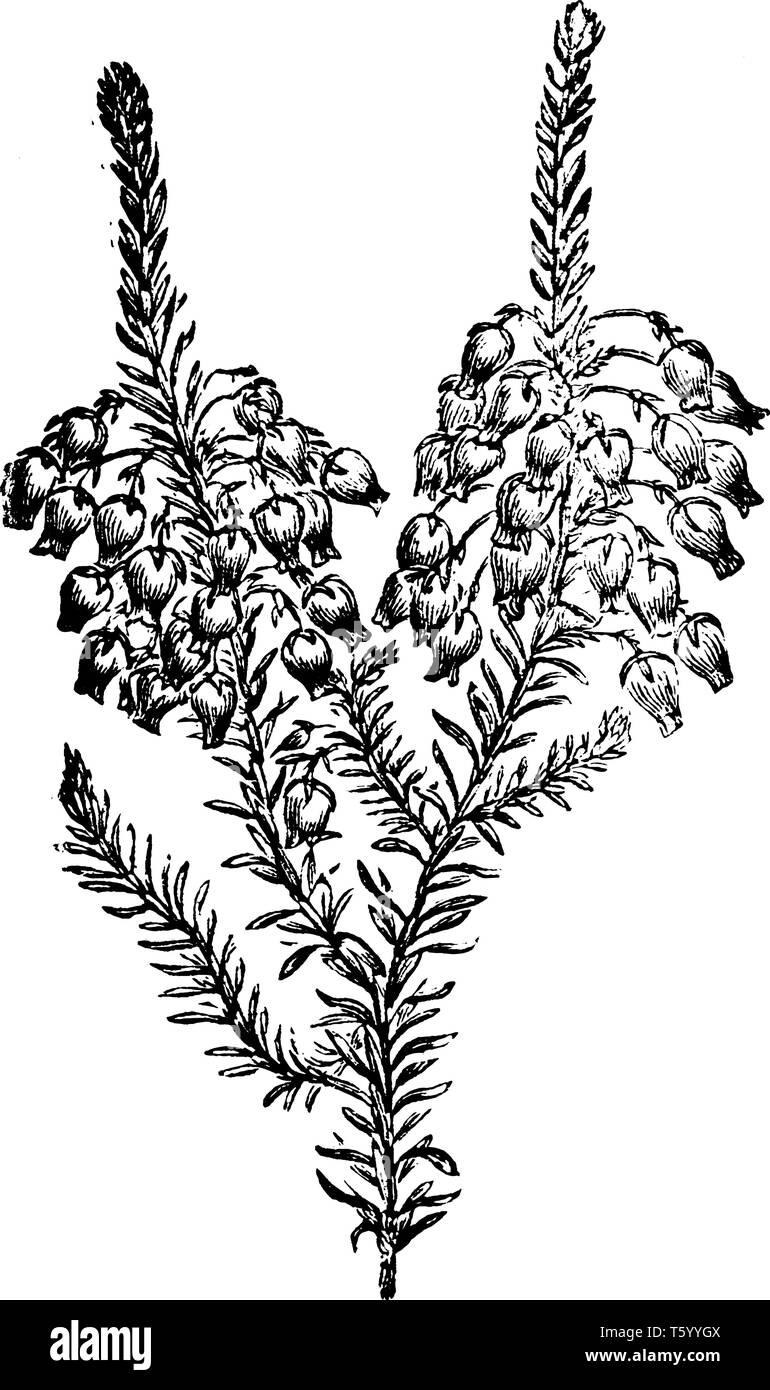 Inverno brughiere e heather sono principalmente sub-arbusti è una bassa crescita arbusto sempreverde; fino a 12' di altezza; due volte ampia come alta. Esso ago-come le foglie di un Illustrazione Vettoriale