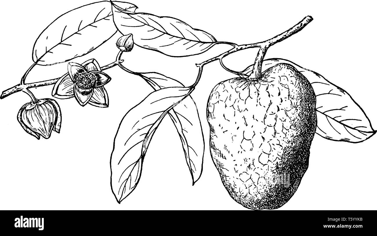 Un ramo di un albero Pond-Apple. Stagno-Apple è un frutto tropicale albero. Essa mostra una succursale con laghetto di apple e fiori. Noto anche come Annona Glabra, vintage Illustrazione Vettoriale