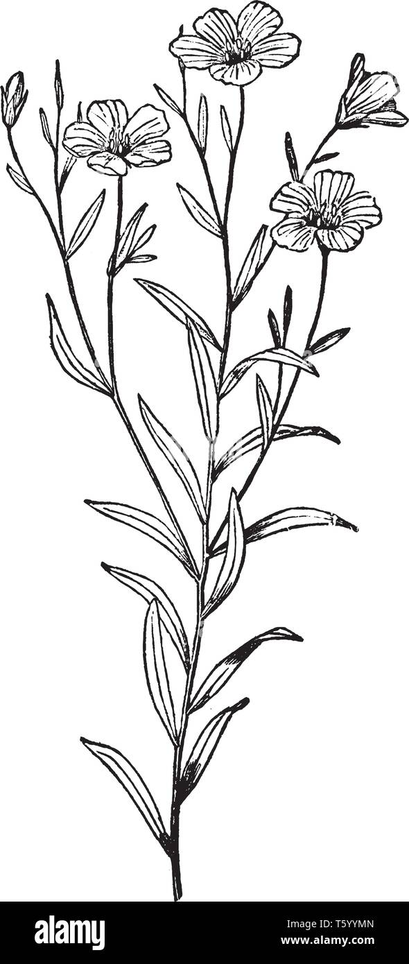 Una foto mostra Flax-Plant. Si tratta di una parte superiore della pianta di lino in fiore, vintage disegno della linea di incisione o illustrazione. Illustrazione Vettoriale