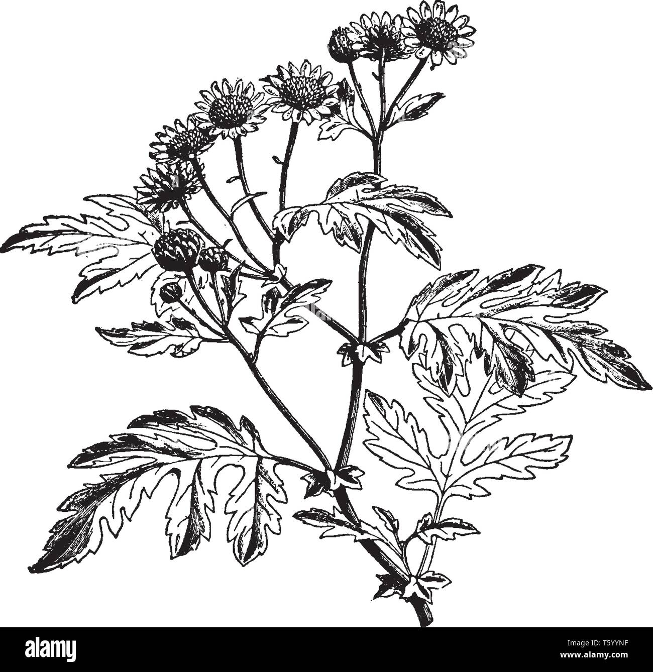 L'immagine mostra la forma selvatica di crisantemo indicum. Il crisantemo indicum famiglia include numerose varietà con fiori di tutte le sfumature, vinta Illustrazione Vettoriale