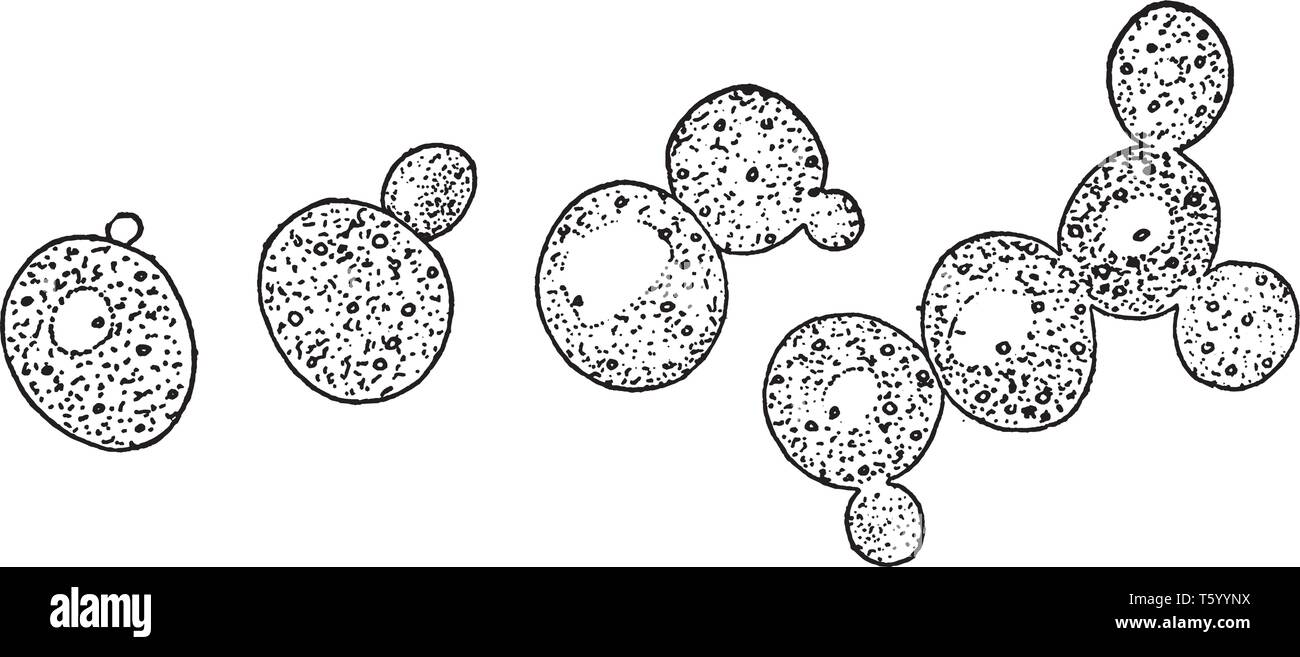 Una foto che mostra il metodo di germogliare e la formazione di gruppi di cellule note come la crescita di cellule di lievito, vintage disegno della linea di incisione o illustrazione. Illustrazione Vettoriale