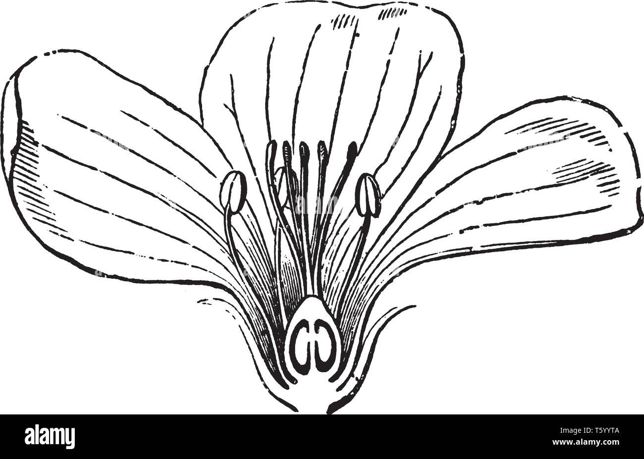 parti del fiore: disegno - 11 Una foto mostra Flax-Flower. Questa è una sezione verticale del fiore. Esso mostra tutte le parti di fiore, vintage disegno della linea di incisione o illustrazione Immagine e Vettoriale - Alamy