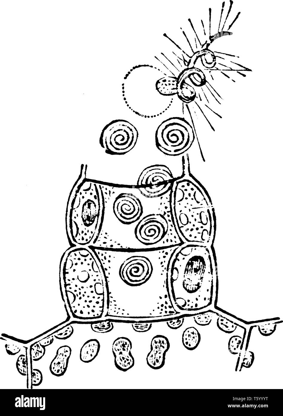 Questa immagine mostra antheridium di bracken. Un antheridium è l organo di produrre e contenente i gameti maschili, vintage disegno della linea o incisione di illu Illustrazione Vettoriale