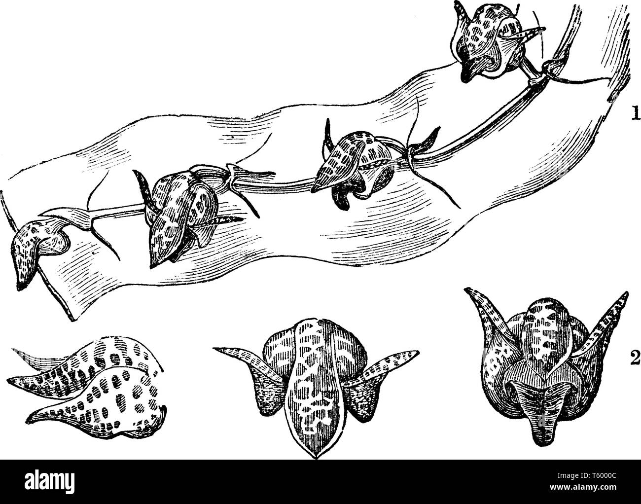 Come mostrato nella foto, molti fiori di Bulbophyllum bufo sono impegnati sui ramoscelli e si trova in diversi stadi, vintage disegno della linea o incisione illus Illustrazione Vettoriale