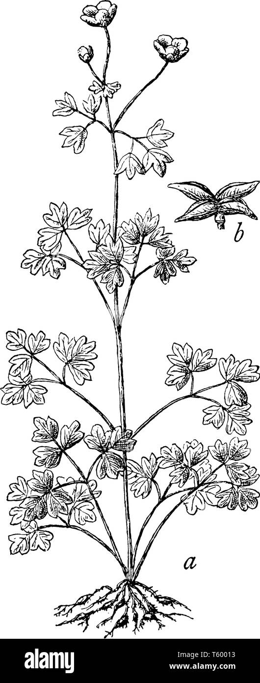 Una foto mostra false Rue Anemone, è anche noto come Enemion Biternatum. Questa è una pianta e frutto del falso Rue Anemone. Essa appartiene a Ranuncu Illustrazione Vettoriale