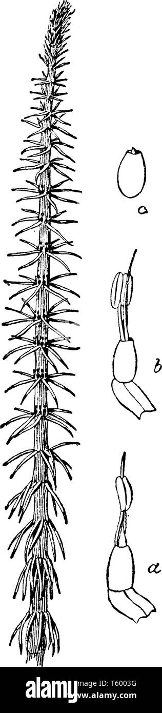 In questo schizzo Hippuris vulgaris, noto come mare-tail o comune del mare di coda, è una comune pianta acquatica di Eurasia e Nord America, vintage dra di linea Illustrazione Vettoriale