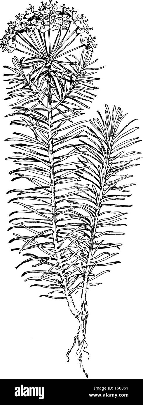 Una foto mostra Cypress Impianto di euforbia. La pianta ha numerose verde brillante foglie lineari che sono posizionati in modo alternato lungo lo stelo e in vortici dove Illustrazione Vettoriale