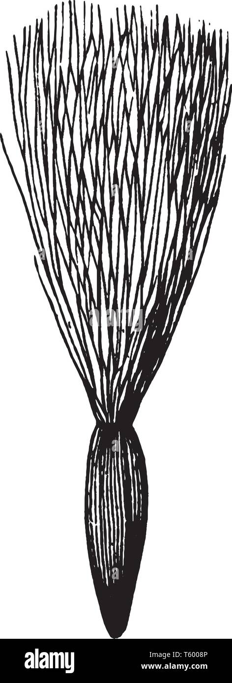 In questa immagine sono mostrare pappus di roverella peli del calice del Sow thistle, vintage disegno della linea di incisione o illustrazione. Illustrazione Vettoriale