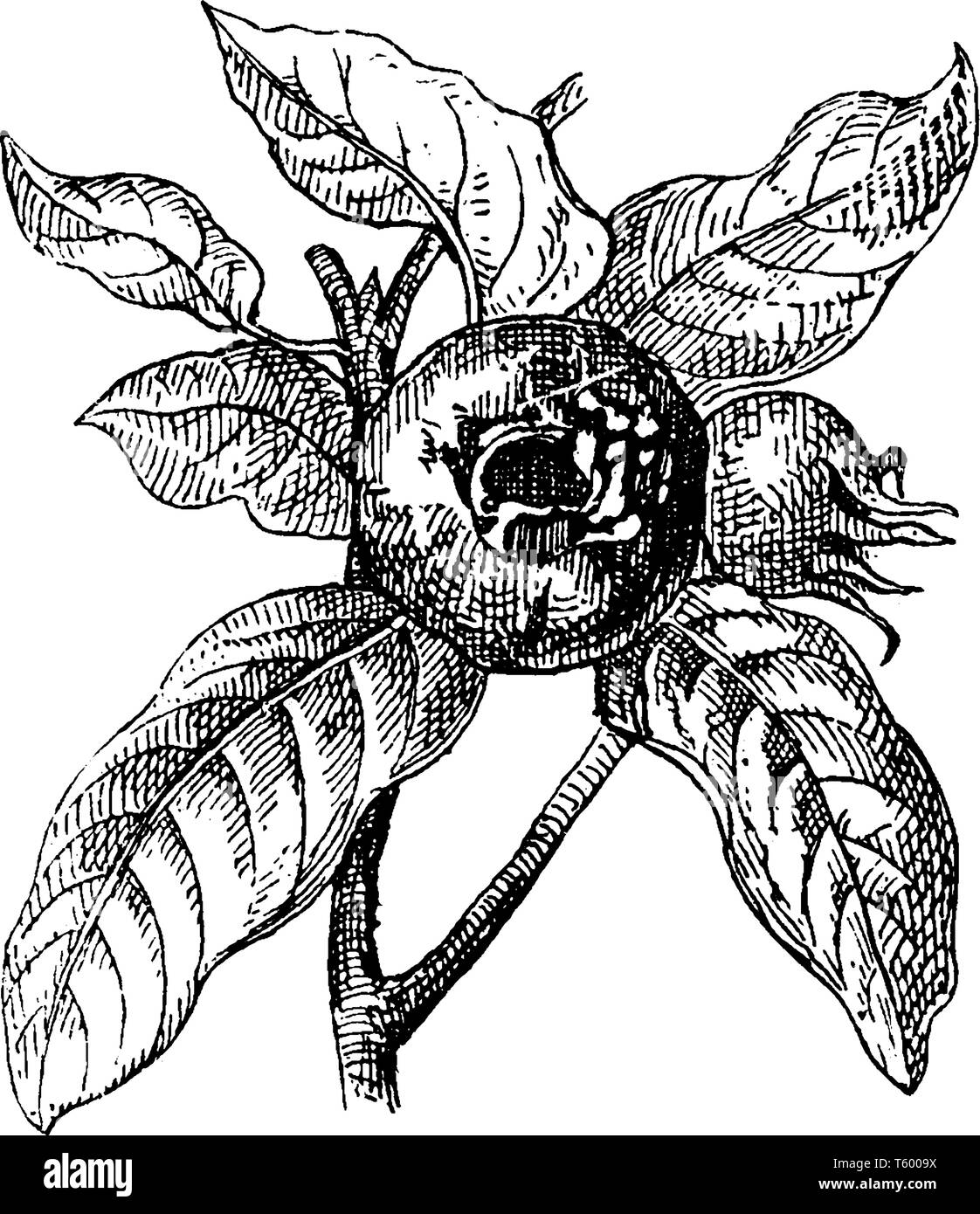 Immagine che mostra Medalar comune è una boccola grande o piccolo albero, il nome del frutto di questo albero, vintage disegno della linea di incisione o illustrazione. Illustrazione Vettoriale