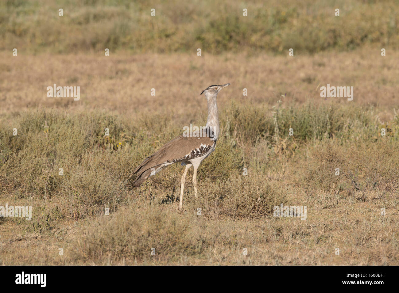 Kori bustard passeggiate, Tanzania Foto Stock