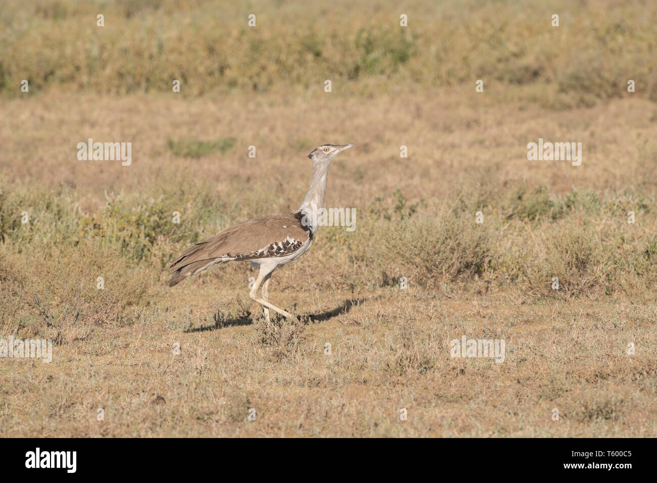 Kori bustard passeggiate, Tanzania Foto Stock