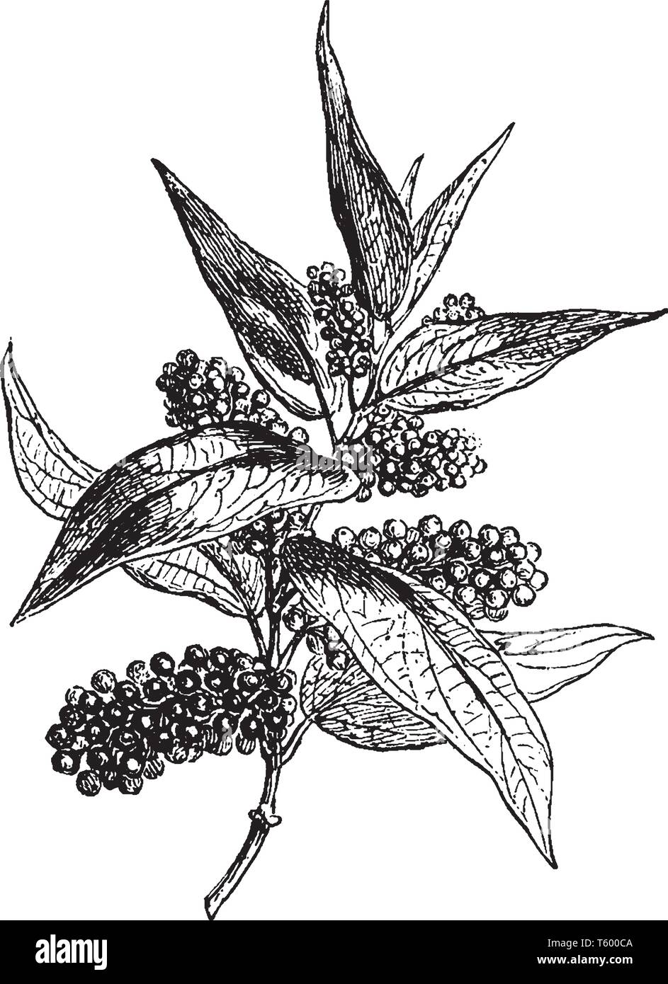 Piper cubeba, cubeb o pepe codato è un impianto in genere Piper, coltivata per i suoi frutti e olio essenziale. Cubeb è stato usato nella Cina antica come un medic Illustrazione Vettoriale