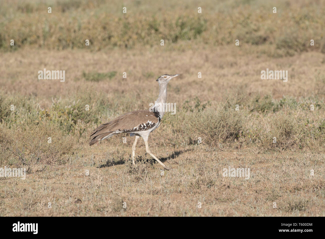 Kori bustard passeggiate, Tanzania Foto Stock