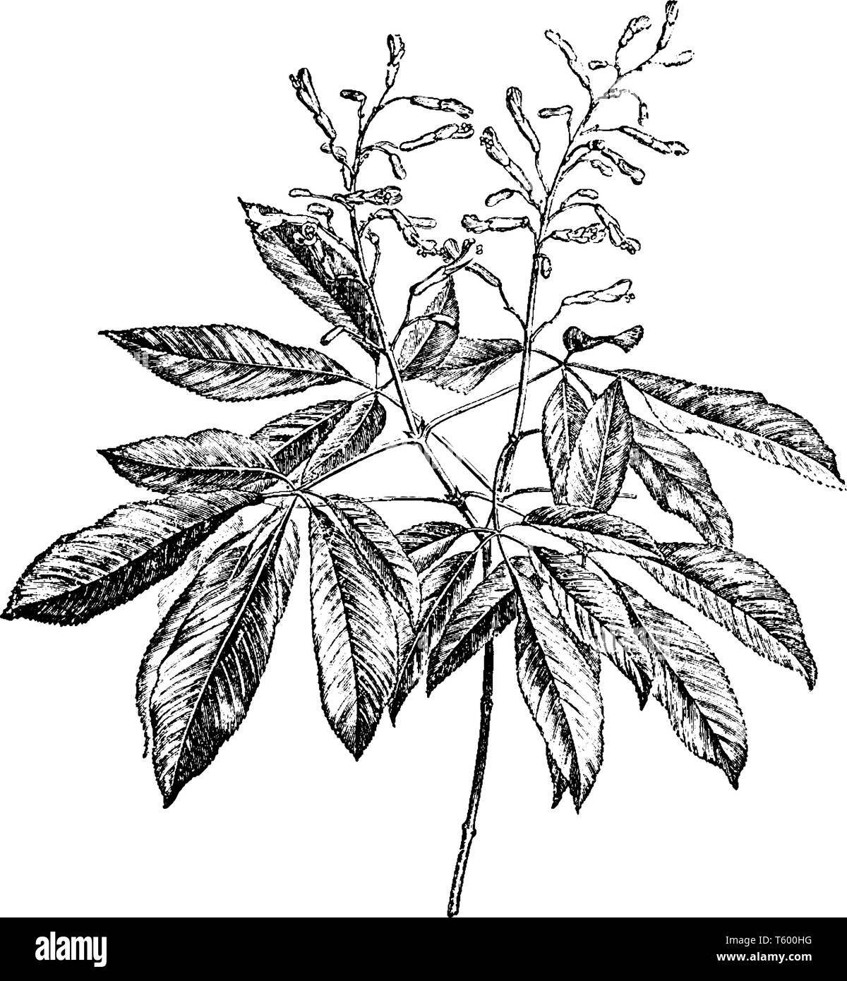 Pavia Rubra cresce come la diffusione di un arbusto o piccolo albero ad una altezza di 2-8 m e larghezza simile. Esso presenta una spessa linea succulenti e insaccato reggiseno smussato Illustrazione Vettoriale