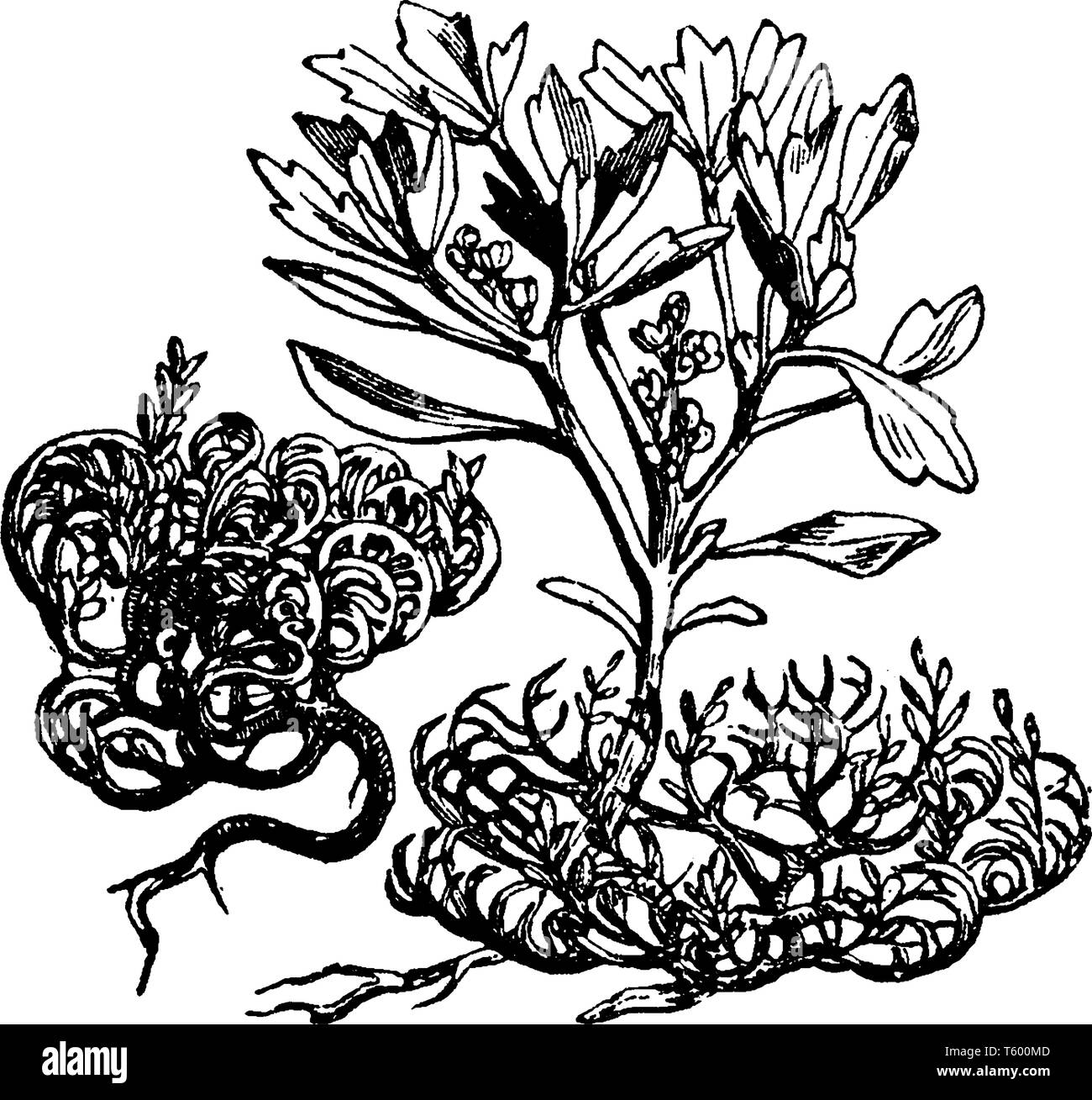 Anastatica hierochuntica o Gerico rose che crescono in zone aride Arabia e Palestina, in realtà nativo di Asia occidentale ed è la sola specie del genere un Illustrazione Vettoriale