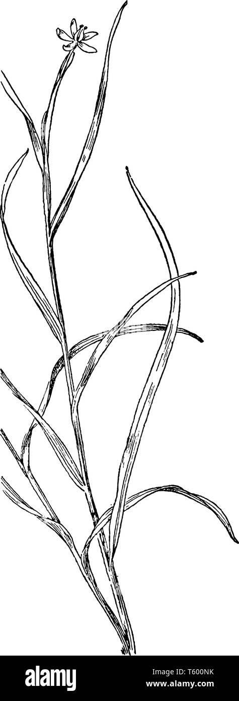 Un'immagine mostra l'acqua Stargrass impianto. Essa appartiene al fango famiglia piantaggine e chiamato anche come HeterAnthera Dubia. Si tratta di erba-simili con sottili branchi Illustrazione Vettoriale