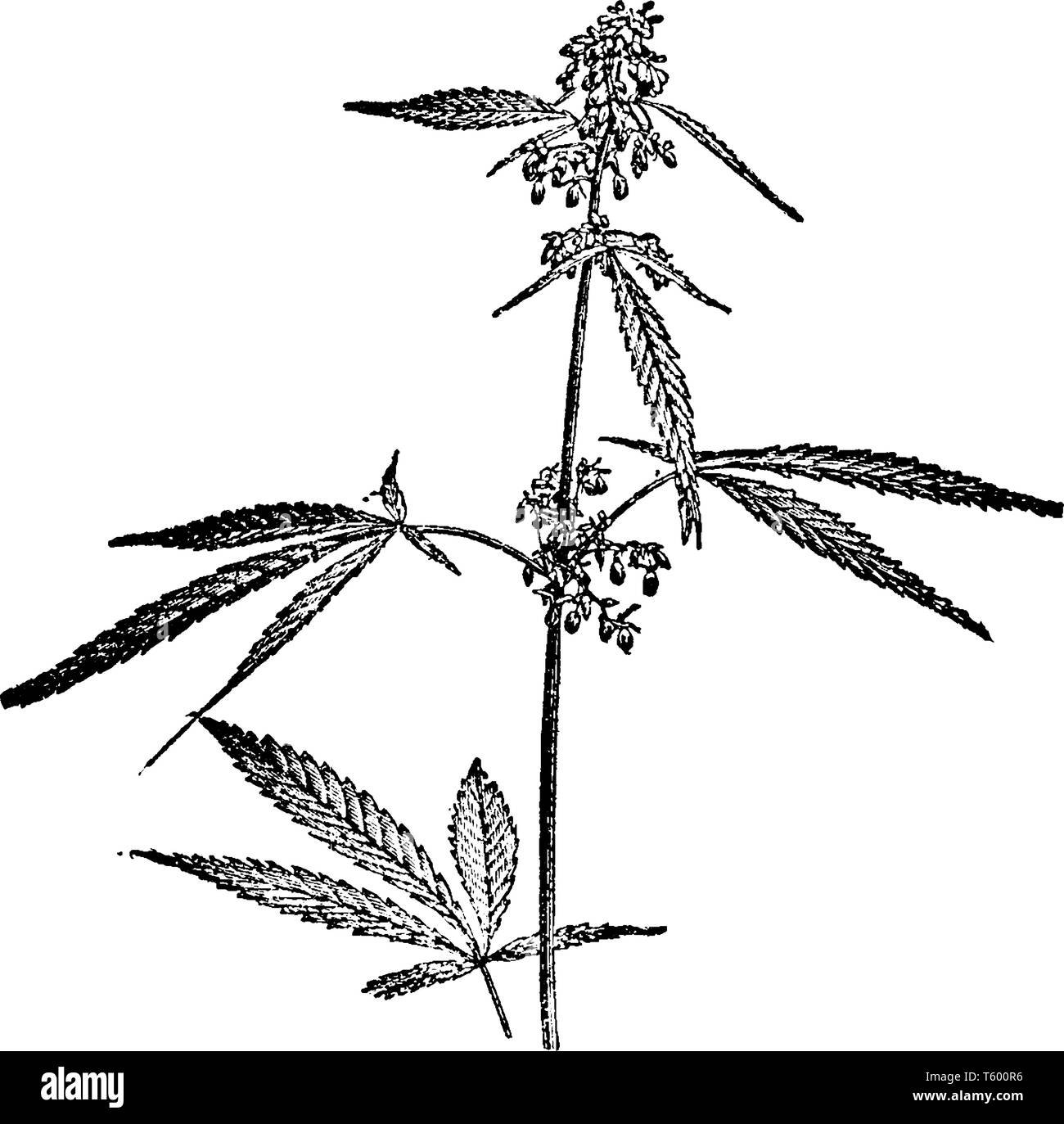 La foto è della pianta della canapa. È la varietà di Cannabis sativa pianta. La cannabis è stata utilizzata per scopi medicinali, e come una droga ricreativa, vinta Illustrazione Vettoriale