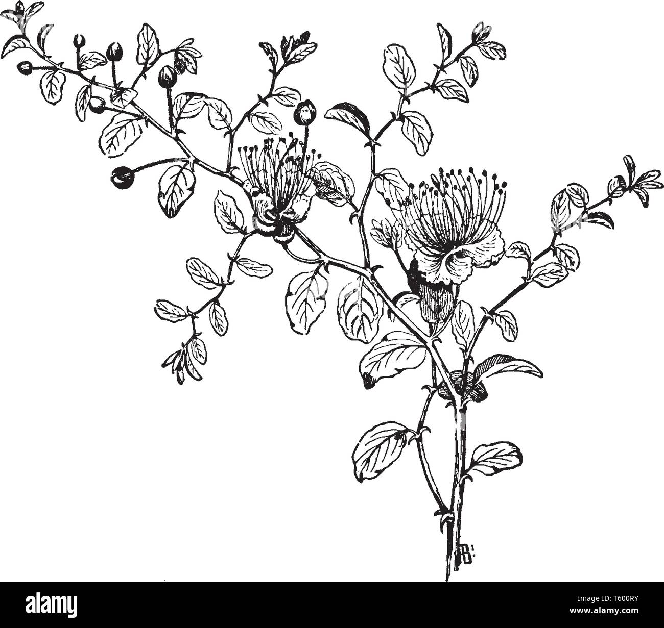 Una pianta diffusa nelle regioni più calde e ha foglie semplici e vistosi fiori con quattro sepali, quattro petali e numerosi stami, vintage linea d Illustrazione Vettoriale