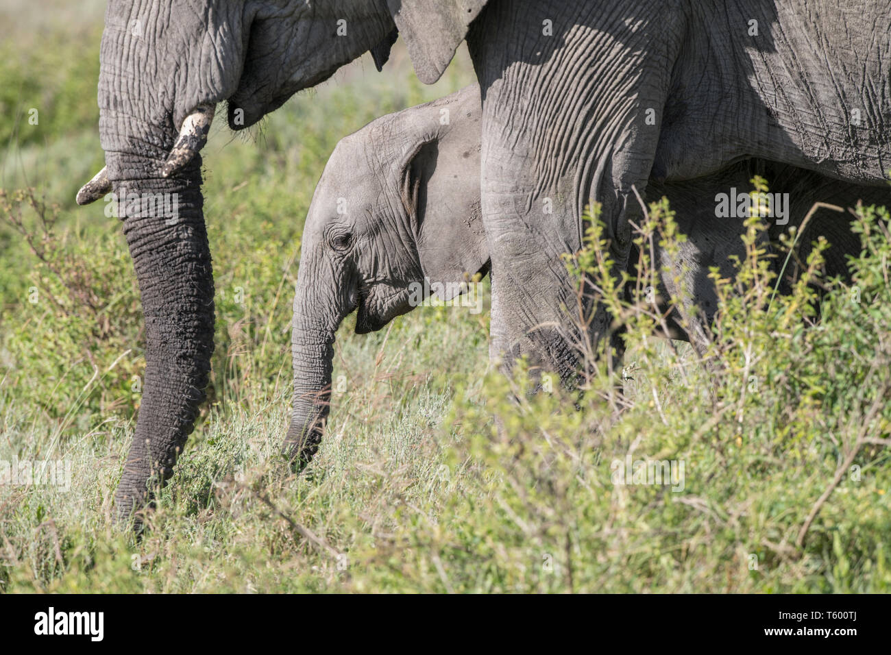 Vitello di elefante da MOM, Tanzania Foto Stock