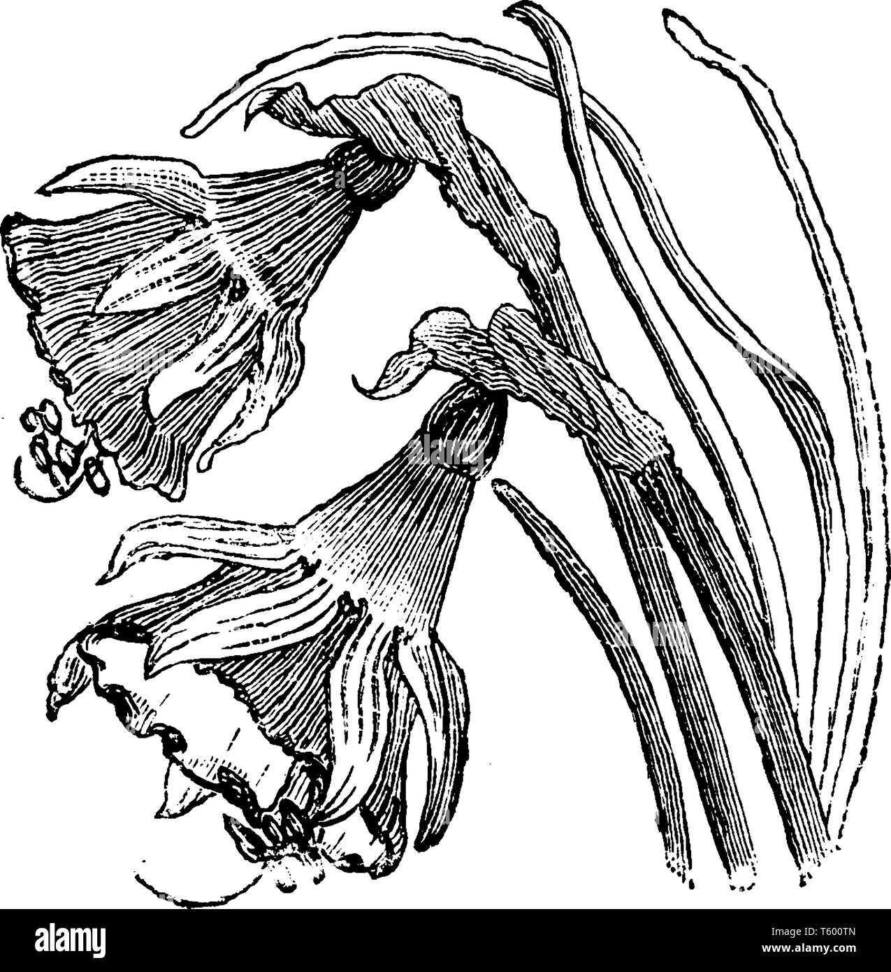 Narcissus bulbocodium è la specie di pianta flowering in famiglia Amaryllidaceae, è normalmente trovata in Francia meridionale e occidentale, la Spagna e la porta Illustrazione Vettoriale
