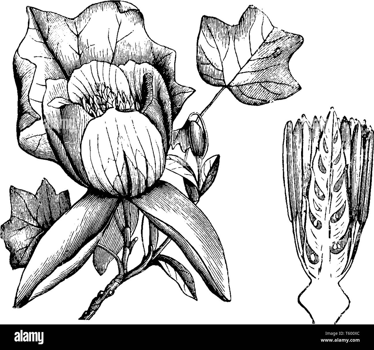 Liriodendron Tulipifera è anche noto come l'albero dei tulipani. Le sue foglie sono semplici e a forma di cuore, vintage disegno della linea di incisione o illustrazione. Illustrazione Vettoriale