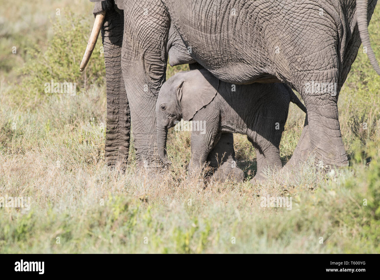 Vitello di elefante da MOM, Tanzania Foto Stock