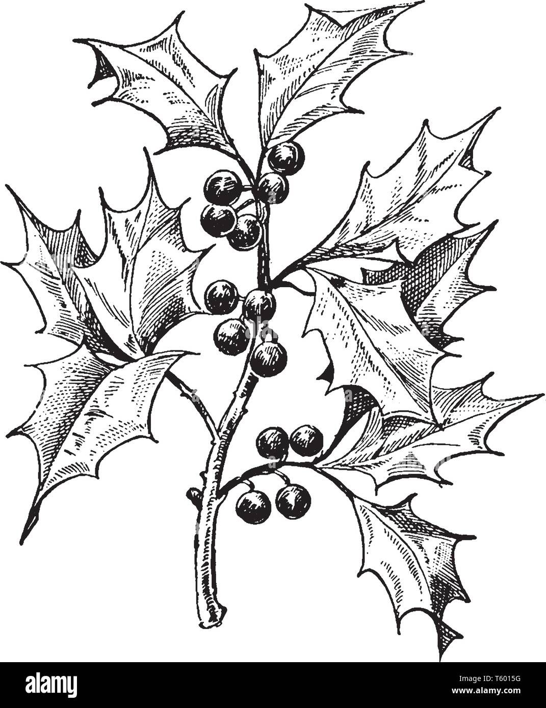 Si tratta di foto di Holly impianto che è un membro della famiglia Aquifoliaceae. La sua evergreen o alberi decidui, arbusti trovati in tutto il mondo, vintage drawi linea Illustrazione Vettoriale
