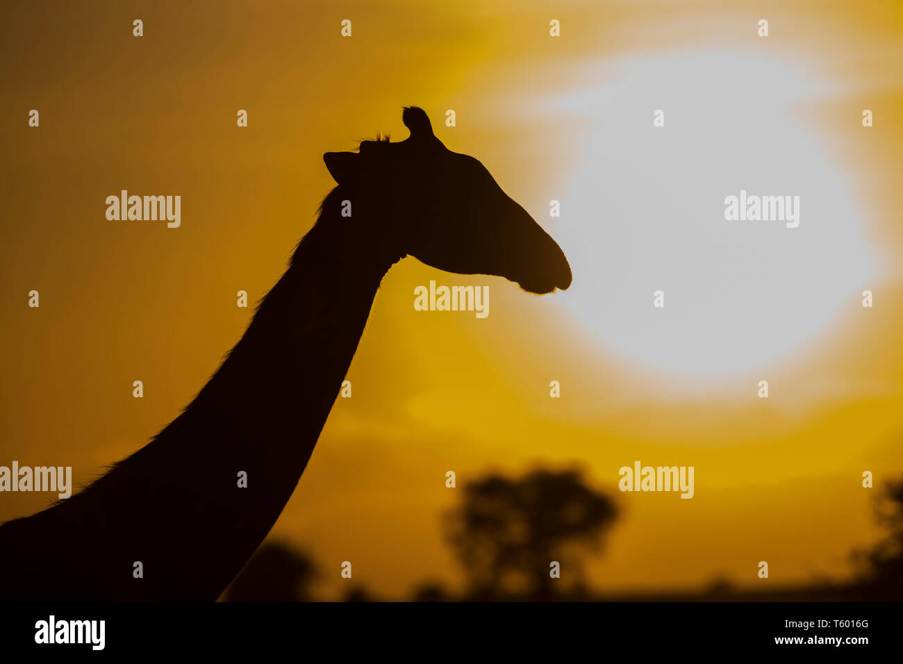 Giraffa presso sunrise, Tanzania Foto Stock