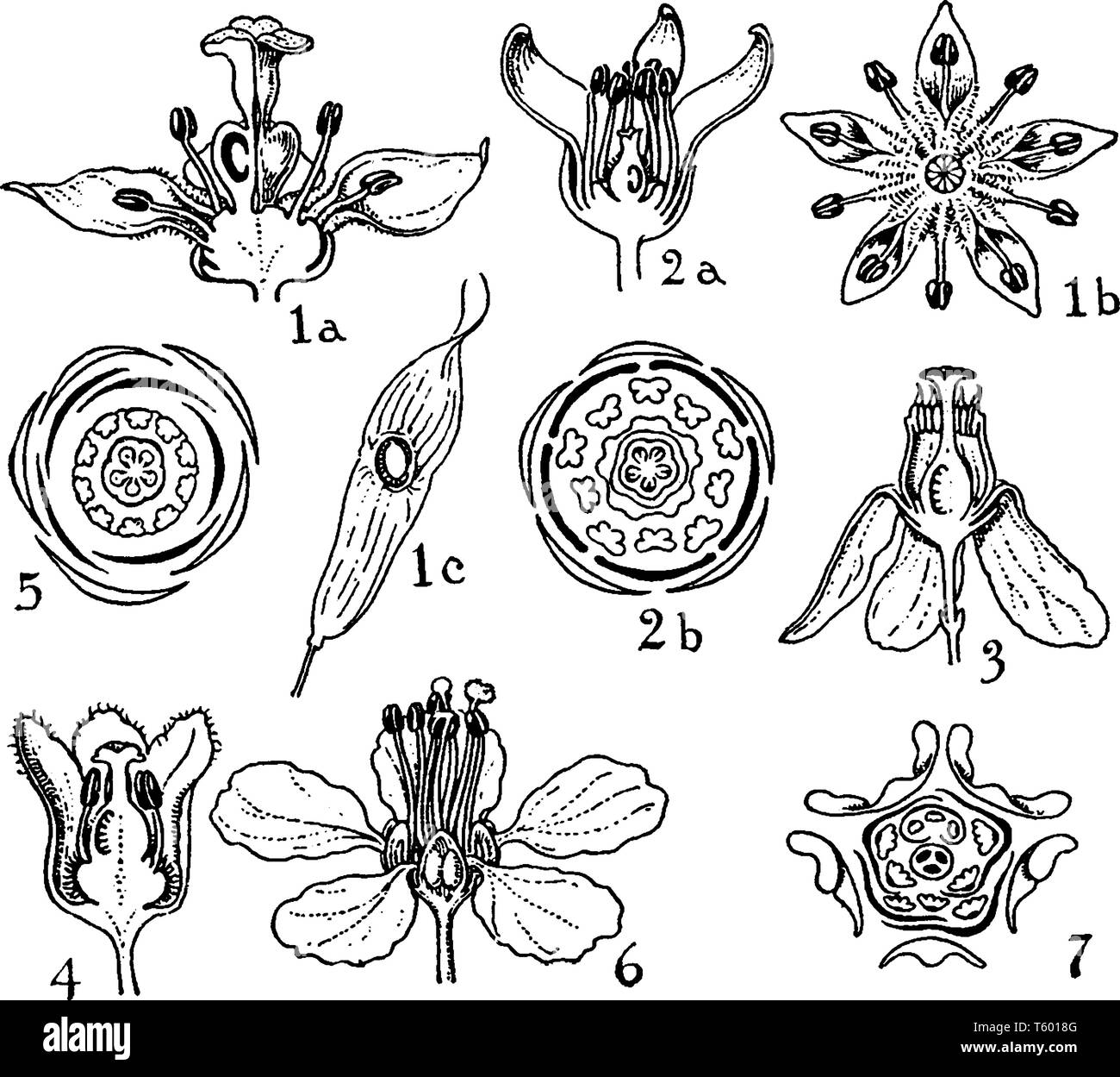 La figura mostra i diversi stadi del fiore & è ordine in tale modo il primo è Ailanthus, secondo è Bursera, terzo è Swietenia, quarto è Cedrel Illustrazione Vettoriale