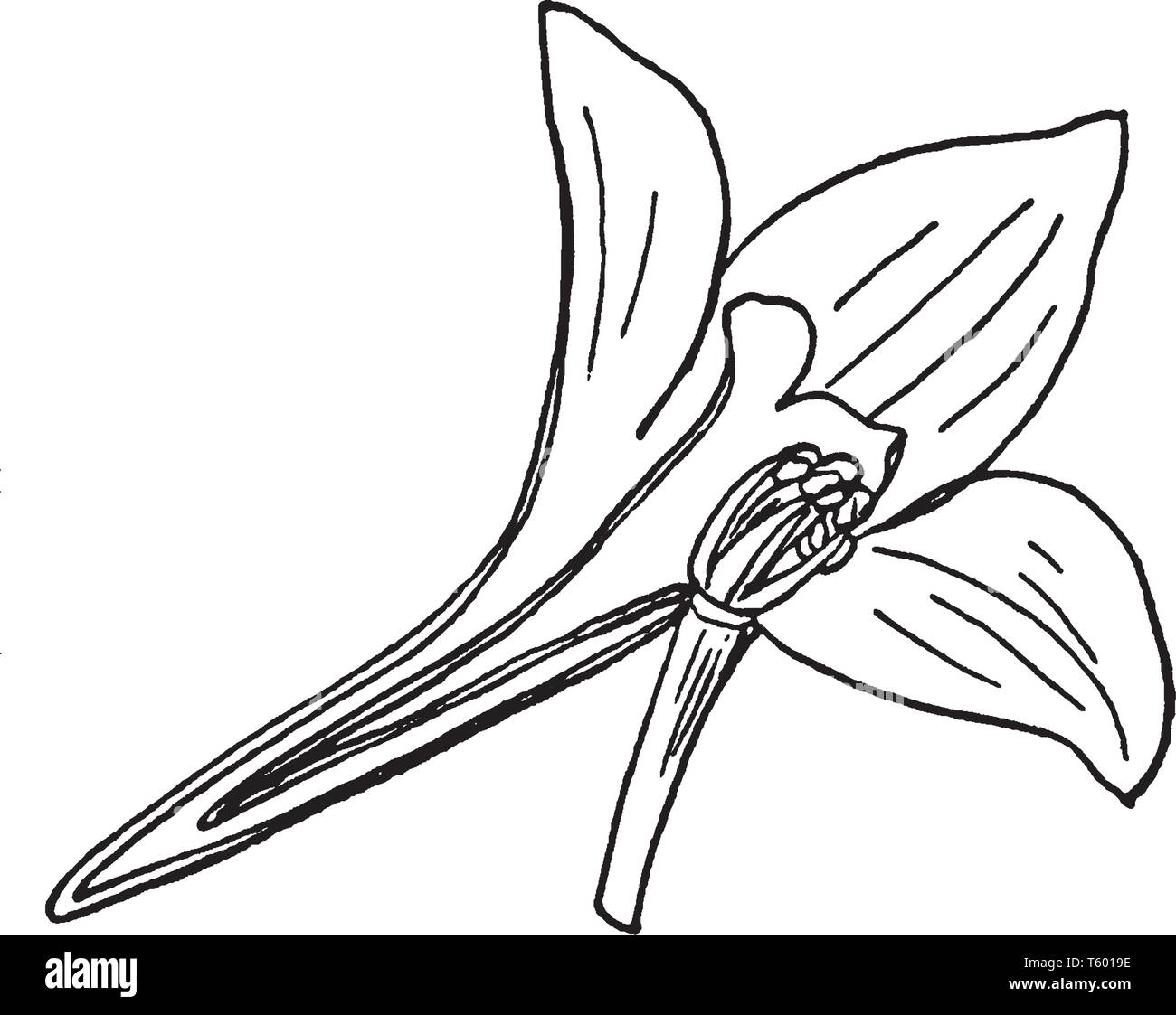 Questa è un immagine della Lakspur fiore. Il fiore ha tre petali e la parte inferiore è stretta, vintage disegno della linea di incisione o illustrazione. Illustrazione Vettoriale