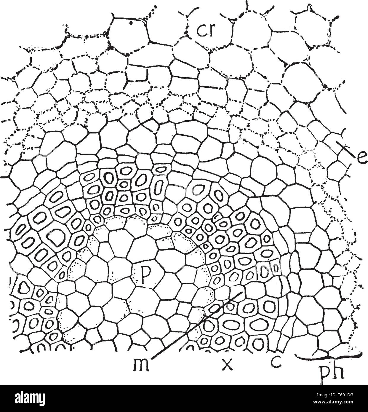 Questa è una sezione immagine di Botrychium e si tratta di un genere di felci, seedless piante vascolari, vintage disegno della linea di incisione o illustrazione. Illustrazione Vettoriale
