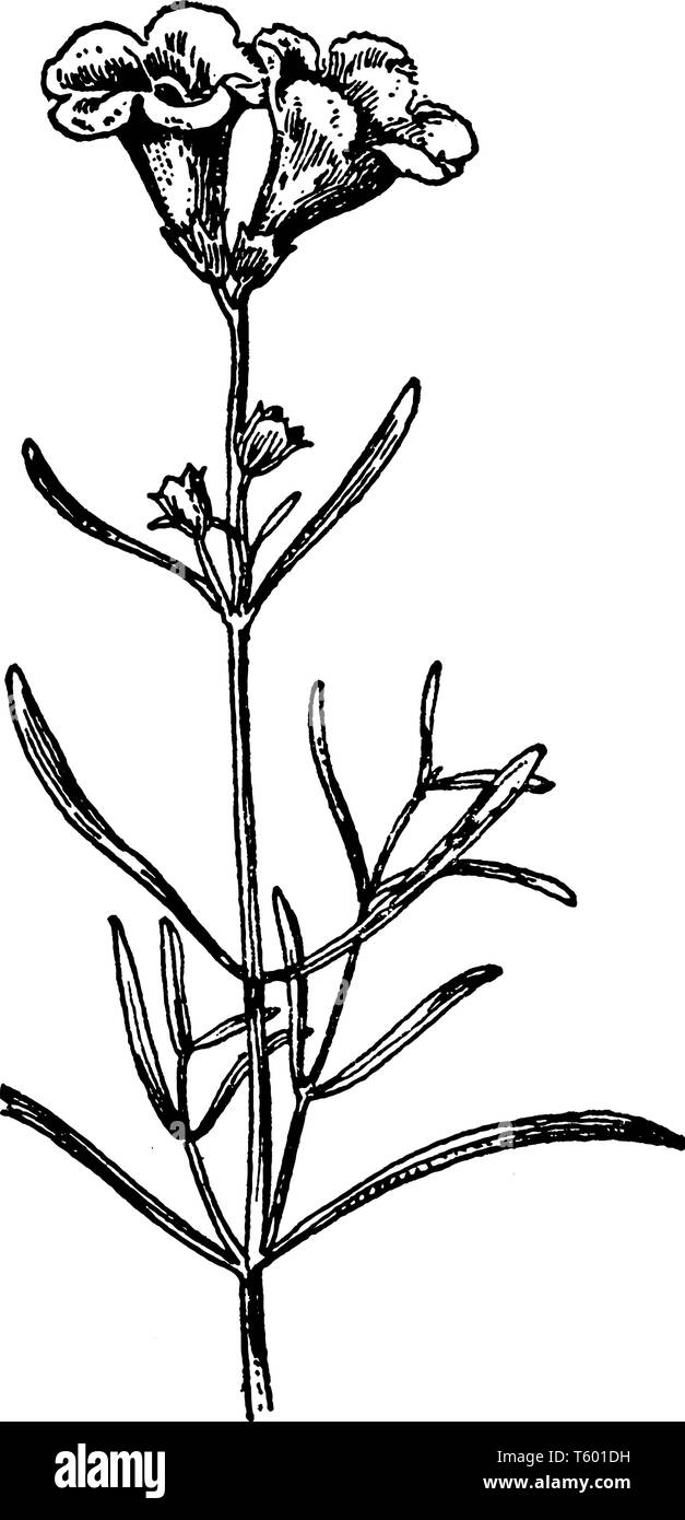 Una foto mostra Sea-Side Gerardia, noto anche come Gerardia maritima. Essa appartiene alla famiglia Figwort. È assottigliata erbe annuali. Le foglie sono strette un Illustrazione Vettoriale