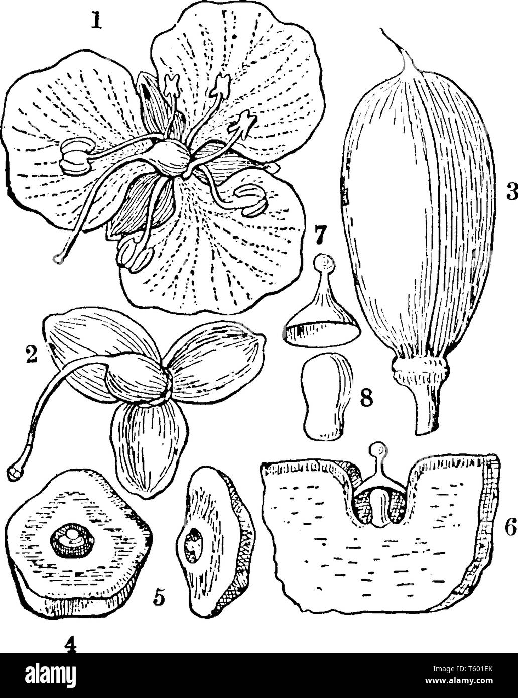 La figura mostra la parte di impianto Spiderwort. Essa appartiene alla famiglia spiderwort & comunemente noto come Aneilema Crispatum. 1 mostra fiore, 2 mostra pistillo & c Illustrazione Vettoriale