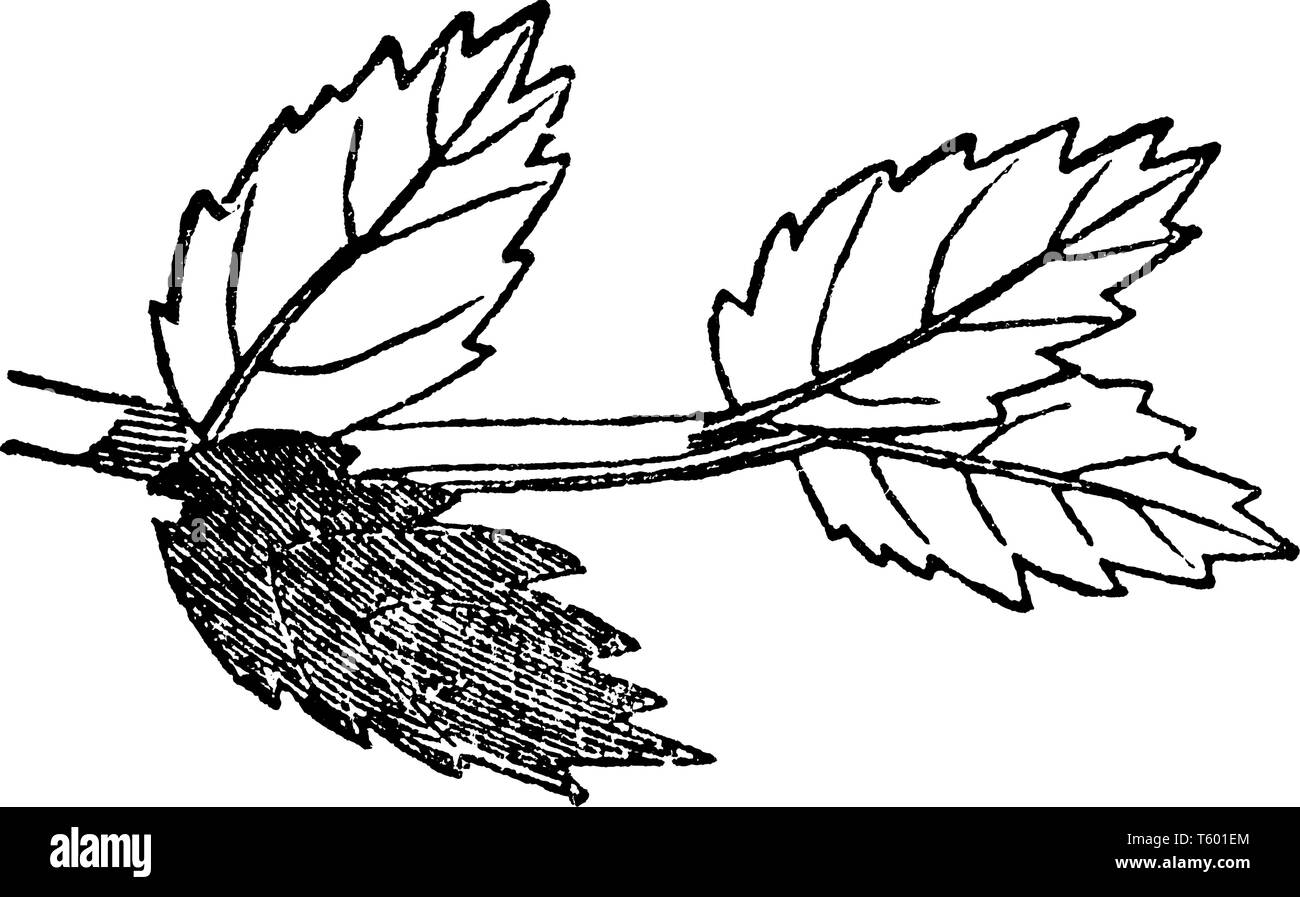 Queste foglie si accendono il gambo e le foglie di margine è seghettato, vintage disegno della linea di incisione o illustrazione. Illustrazione Vettoriale