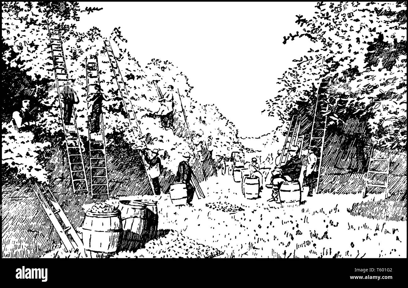 In questa immagine mostra un agricoltore che sono la raccolta delle mele dagli alberi, vintage disegno della linea di incisione o illustrazione. Illustrazione Vettoriale