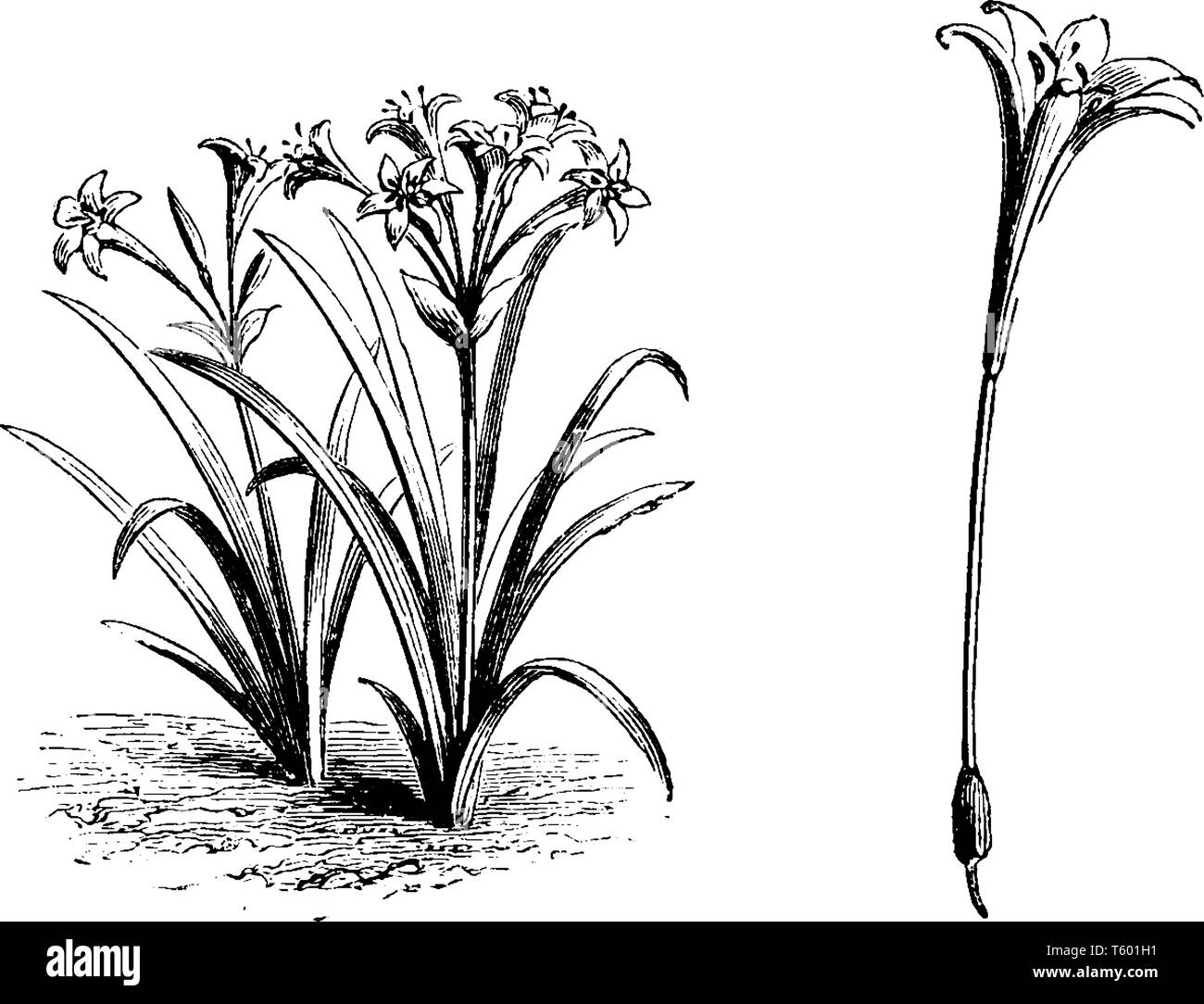Una foto che mostra un Pancratium Maritiumum. Questo è da Amaryllidaceae famiglia. La pianta cresce due piedi. Le foglie sono di vasta portata e lineare evergreen. Fiore Illustrazione Vettoriale