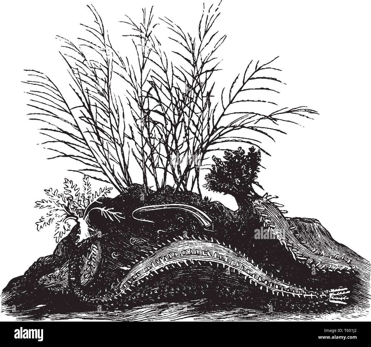 Angolare di cetrioli di mare è anche una specie europee con doppia fila di ventose presenta verrucosa, vintage disegno della linea di incisione o illustrazione. Illustrazione Vettoriale