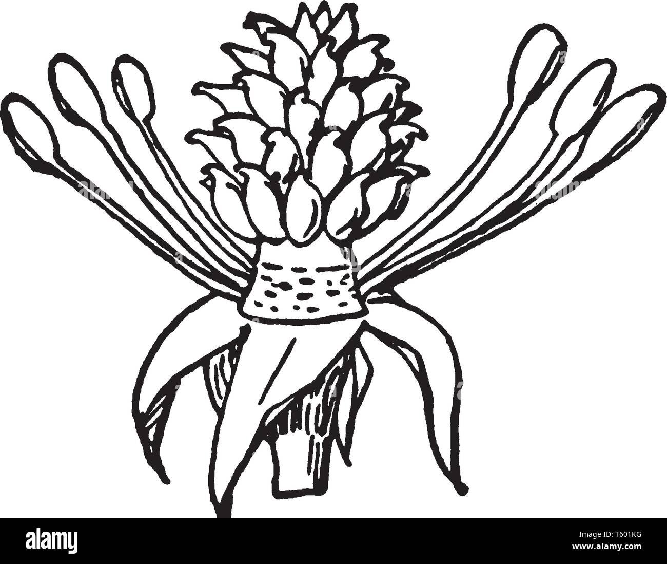 La figura mostra la struttura tipica di stame che è posizionato al di sotto del pistillo di un fiore. Dal ricettacolo in filamenti e stame sono venuti Illustrazione Vettoriale