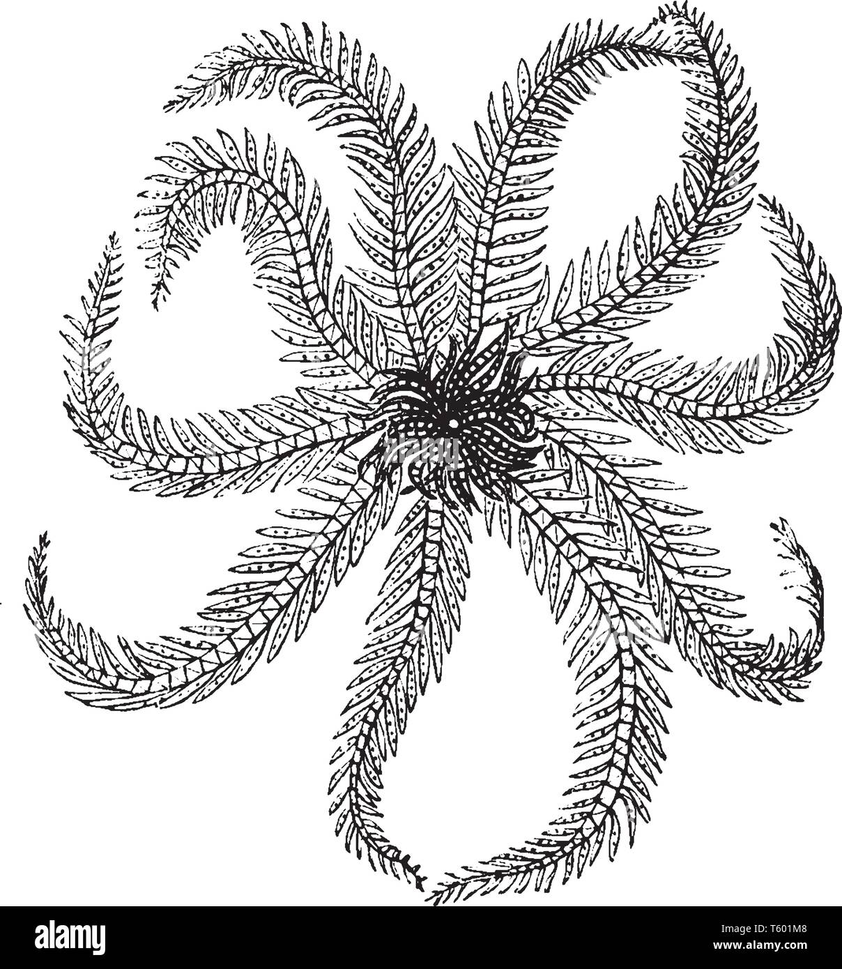 Crinoidi sono animali marini che compongono la classe Crinoidea di echinodermi, vintage disegno della linea di incisione o illustrazione. Illustrazione Vettoriale