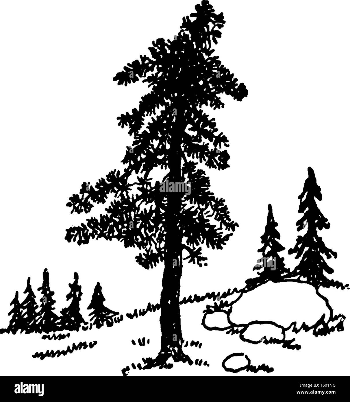 Questa immagine mostra i gruppi di alberi di pino, vintage disegno della linea di incisione o illustrazione. Illustrazione Vettoriale