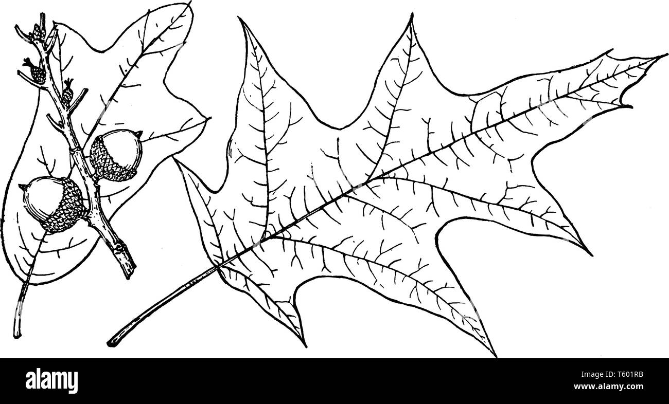 Una foto che mostra il ramo spagnolo della quercia che è anche noto come Quercus digitata e è ingenuo pensare alla costa orientale degli Stati Uniti, vinta Illustrazione Vettoriale