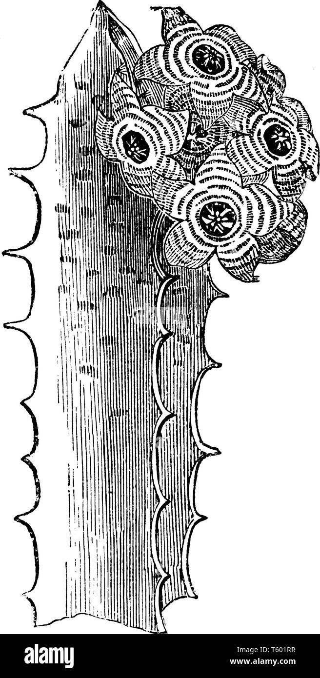 Le foglie sono di lunga e ampia lamina fogliare. Vicino gli impianti aumentano in quasi metà dimensione posizione. È crescente in cluster, stelo sono spesse, vintage line dr Illustrazione Vettoriale